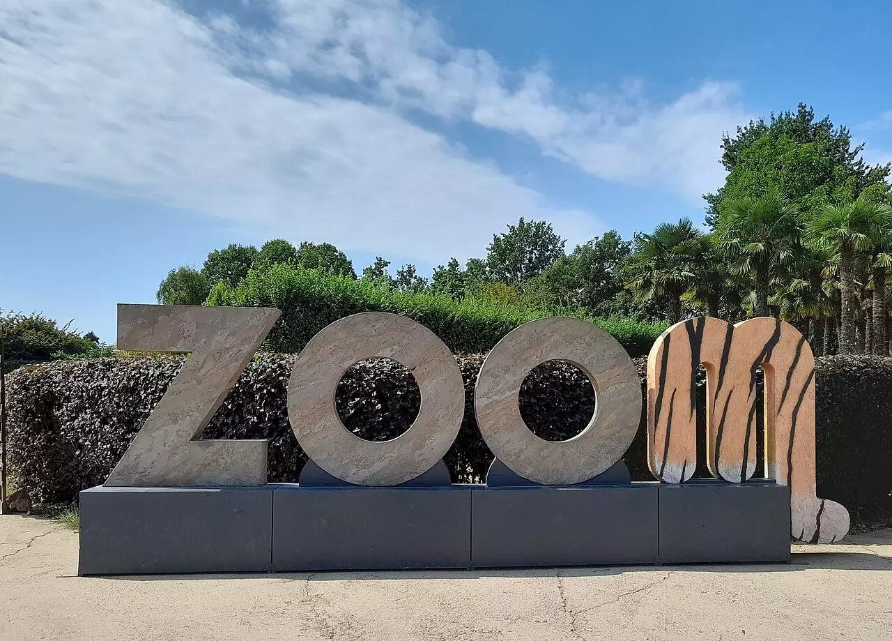 Zoom